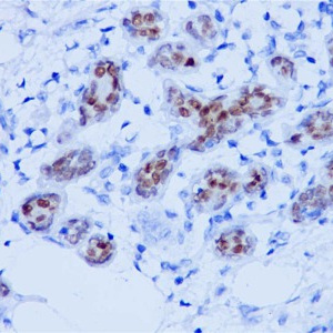 SOX10 Rabbit Monoclonal Antibody(ARB827)