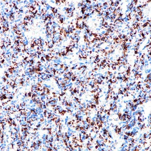 CD68 Rabbit Monoclonal Antibody(ARB830)