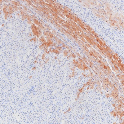 Arginase-1 Rabbit Monoclonal Antibody(ARB874)