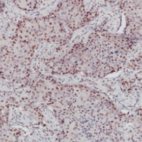 E2F4 Rabbit Monoclonal Antibody(ARB944)