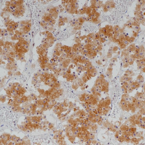 Growth Hormone Mouse Monoclonal Antibody(ARB963)