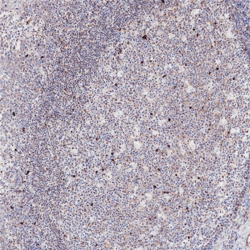 IgM Rabbit Monoclonal Antibody(ARB975)