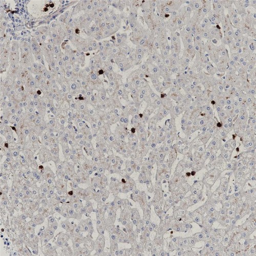 Myeloperoxidase Rabbit Monoclonal Antibody(ARB500)