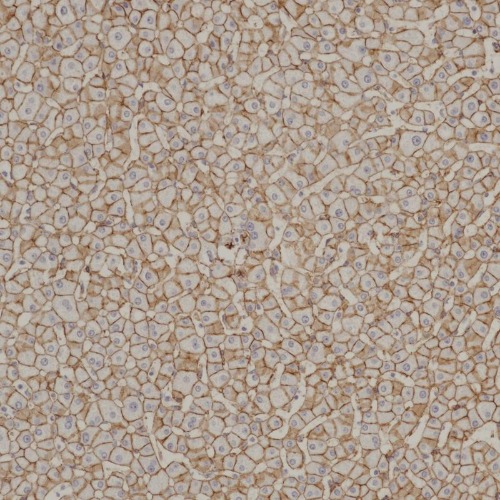 N-Cadherin Rabbit Monoclonal Antibody(ARB502)
