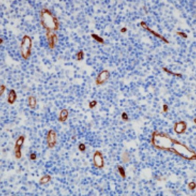 Nestin Rabbit Monoclonal Antibody(ARB503)