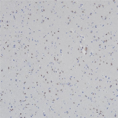 NeuN Rabbit Monoclonal Antibody(ARB504)