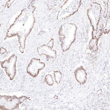 OVOL2 Rabbit Monoclonal Antibody(ARB513)