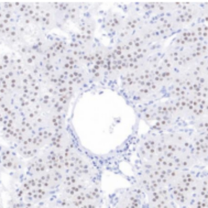 SF-1 Rabbit Monoclonal Antibody(ARB546)