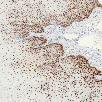 SOX2 Rabbit Monoclonal Antibody(ARB550)