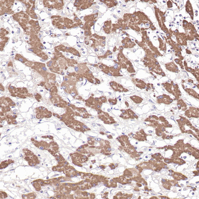 Hepatocyte Mouse Monoclonal Antibody(ARB578)