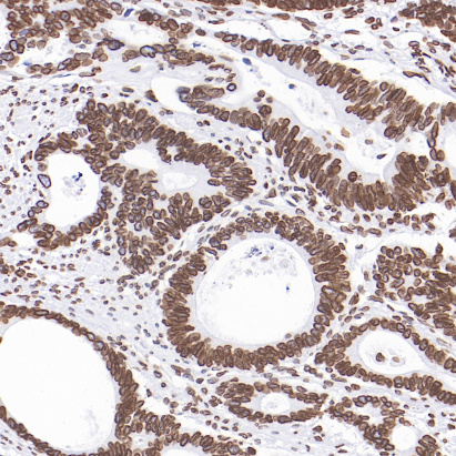 Lamin B1 Rabbit Monoclonal Antibody(ARB582)