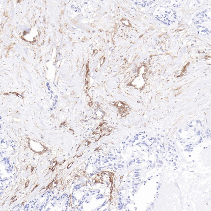 CD90 Rabbit Monoclonal Antibody(ARB588)